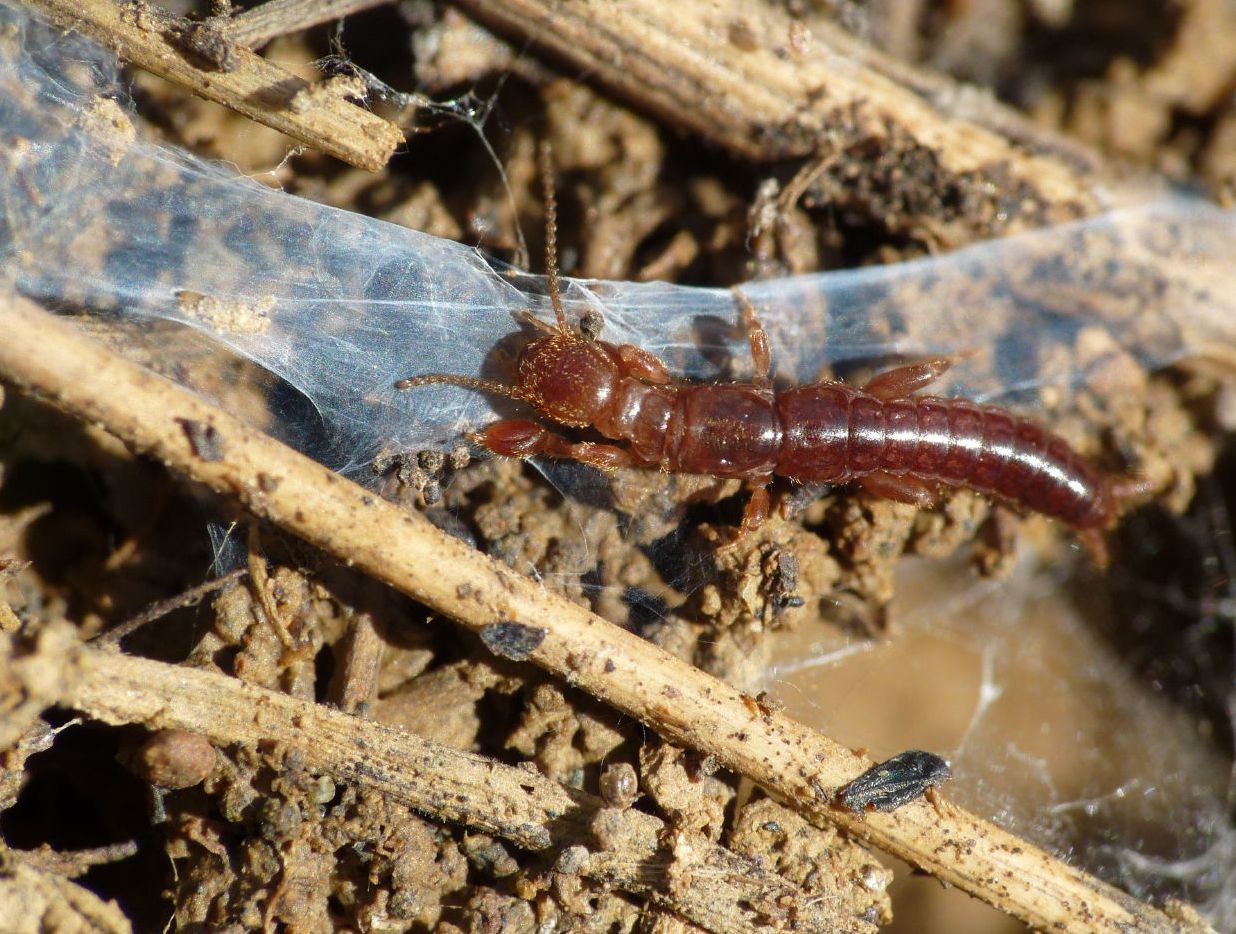 Embioptera Embiidae?